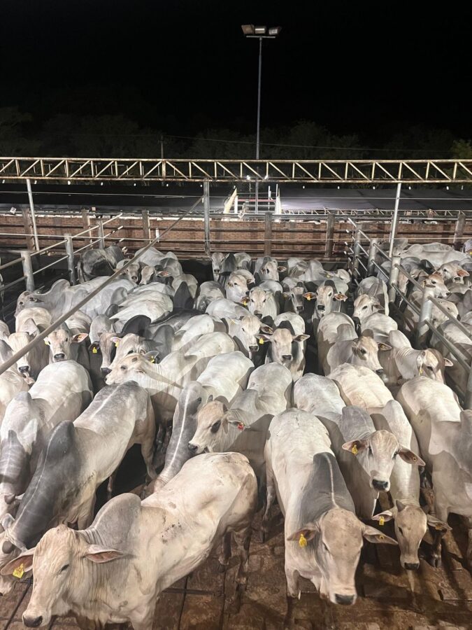 Circuito Nelore de Qualidade: 1.581 machos foram avaliados em Andradina (SP)