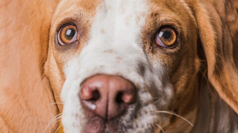 Infecções oculares em cães e gatos exigem atenção dos tutores e diagnóstico precoce para evitar danos à visão