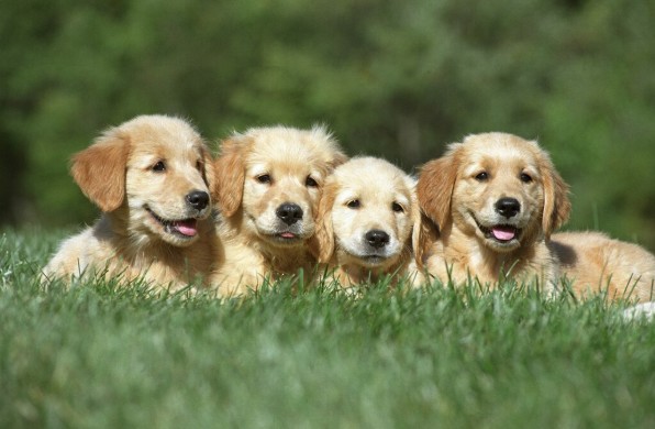 Problemas respiratórios em cães jovens podem indicar infecções graves, alerta veterinária