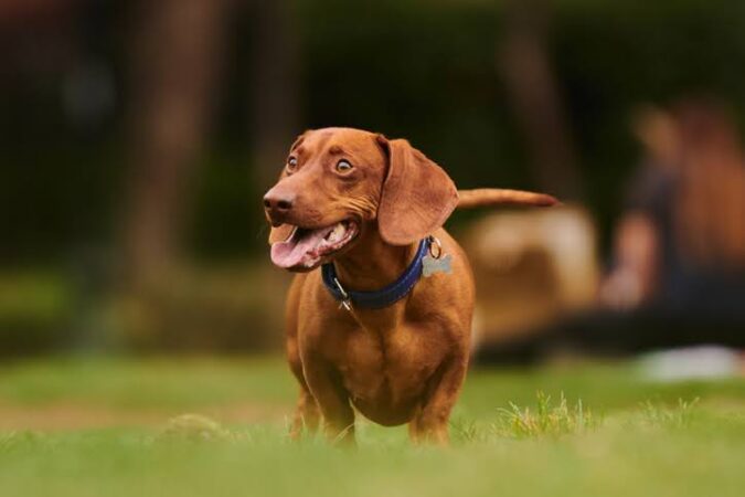Raças condrodistróficas: cuidados especiais com cachorros de pernas curtas e corpo alongado