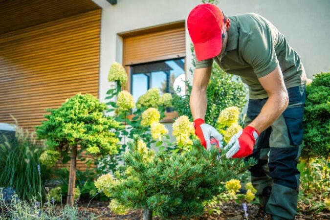 Cuidados com plantas e flores na primavera: como aproveitar o clima a favor do jardim
