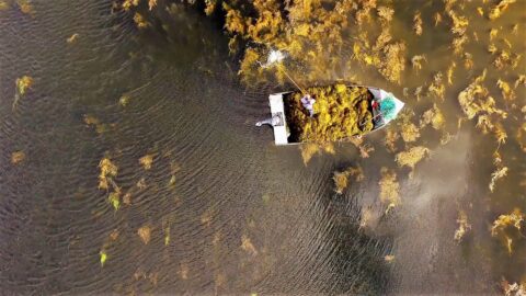 Extratos da alga Ascophyllum nodosum impulsionam eficiência e sustentabilidade na produção agrícola Extratos da alga Ascophyllum nodosum impulsionam eficiência e sustentabilidade na produção agrícola
