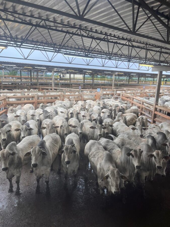 2.209 animais foram avaliados na última etapa do Circuito Nelore de Qualidade em 2025, em Campo Grande (MS)