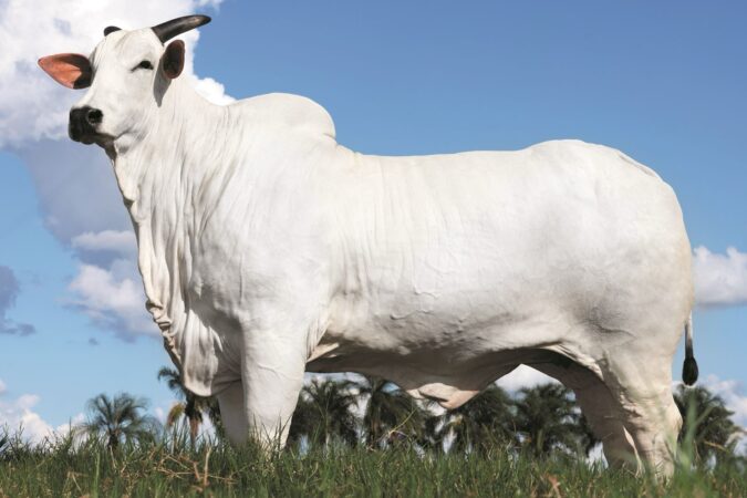 Donna, a vaca de R$ 54 milhões. Recorde mundial de preços