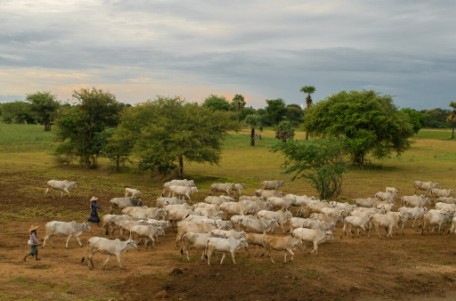 Carrapatos e Moscas: a batalha constante da pecuária brasileira contra os ectoparasitas Carrapatos e Moscas: a batalha constante da pecuária brasileira contra os ectoparasitas