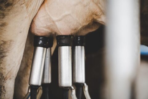 Estudo mostra que produtores de leite perdem R$ 1.200 por vaca com mastite. Especialista indica métodos de prevenção Estudo mostra que produtores de leite perdem R$ 1.200 por vaca com mastite. Especialista indica métodos de prevenção