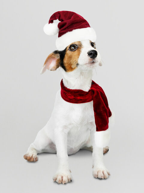 Ceia de Natal pode ter riscos para pets, alerta veterinária; conheça boas opções de alimentação Ceia de Natal pode ter riscos para pets, alerta veterinária; conheça boas opções de alimentação