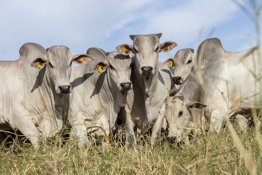 Trouw Nutrition destaca manejo de pasto e suplementação para elevar desempenho do gado de corte