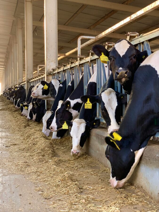 Moscas domésticas comprometem produção e qualidade do leite nas fazendas, alerta especialista