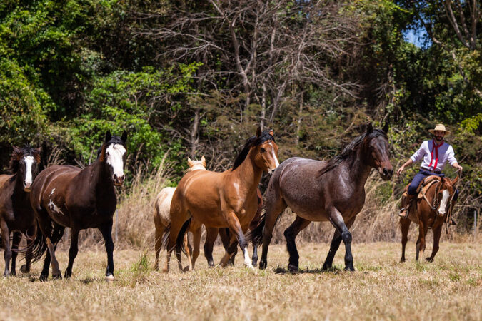 Cascos fortes e bem desenvolvidos contribuem para a saúde e o bem-estar dos cavalos