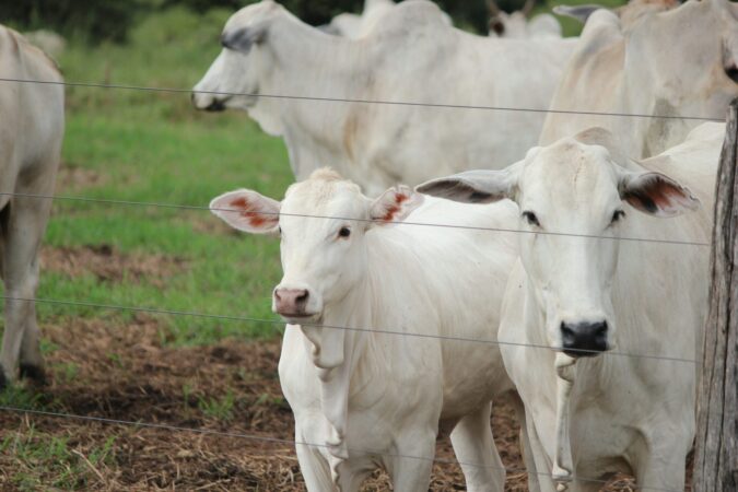 Nematoides e carrapatos oferecem grande risco a bezerros e vacas em período de pós-parto