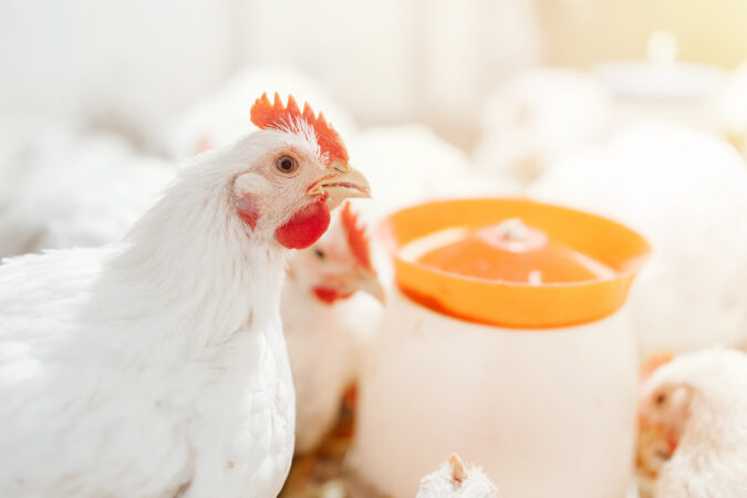 Nutrição balanceada garante qualidade óssea e desempenho das aves de corte