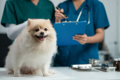 Como identificar envenenamento em pets e o que fazer