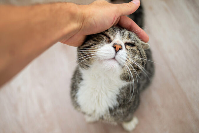 Gato idoso: como adaptar a casa para as novas necessidades do pet