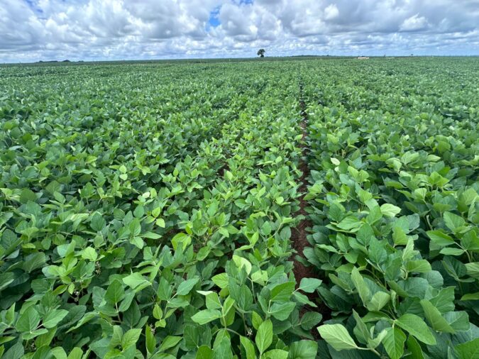 Biossolução chega ao Brasil para maximizar uso de fertilizantes nas culturas de soja e milho