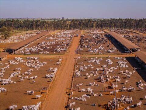 Pesquisa comprova benefícios do bem-estar nutricional em animais confinados