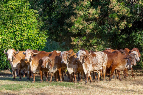 Zebuembryo avança no mercado global de genética bovina Zebuembryo avança no mercado global de genética bovina