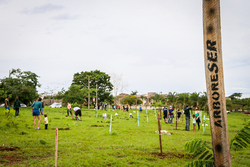 ArboreSer encerra temporada 2025/2026 com 1.486 árvores plantadas