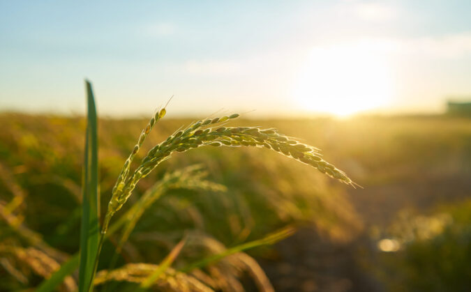 Silício ganha espaço na agricultura como aliado estratégico contra adversidades climáticas