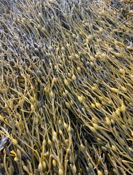 Soluções naturais ajudam pomares a manter produtividade mesmo em situações de estresse