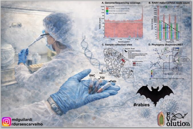 Estudo detecta material genético do vírus da raiva em fêmea de morcego e no feto