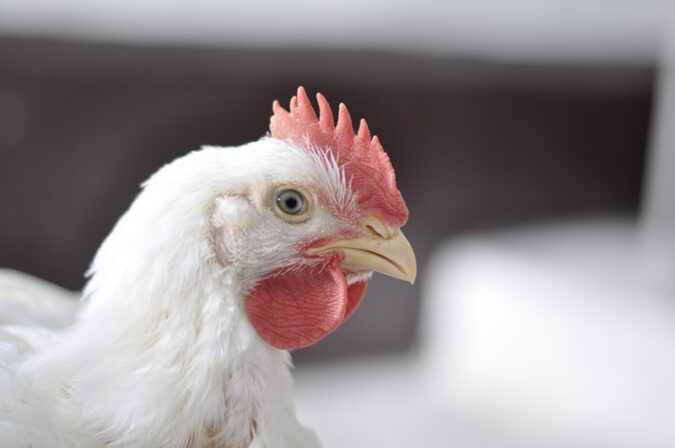 Phibro lança solução nutricional no Simpósio Brasil Sul de Avicultura