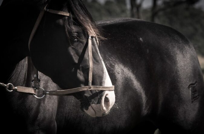 Vetnil leva soluções para saúde, desempenho e bem-estar dos cavalos atletas à Expo FICCC 2026, no Uruguai