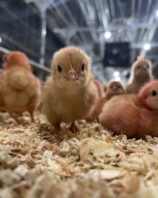 Vetanco anuncia vencedores do segundo Concurso Fotográfico Chicken Lovers
