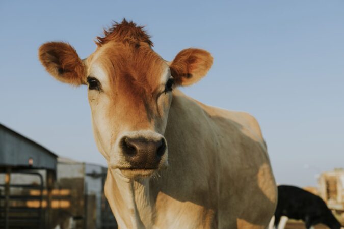Tecnologia de biometria bovina chega ao Brasil com foco em rastreabilidade e segurança no campo