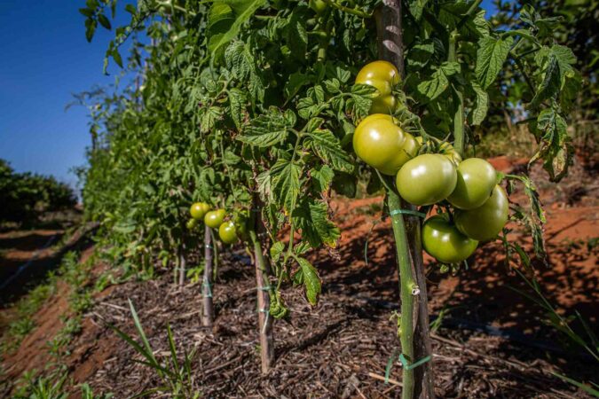 Soluções para hortifrúti são foco da UPL na Hortitec, em Holambra (SP)