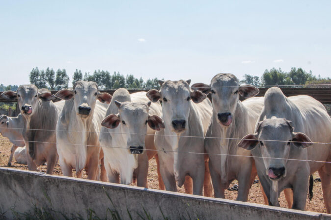 Seca pressiona a pecuária e acelera adoção de sistemas mais resilientes no campo