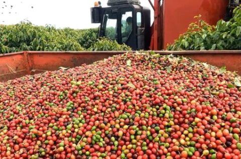 Colheita de café na área de atuação da Cooxupé alcança 47,3%