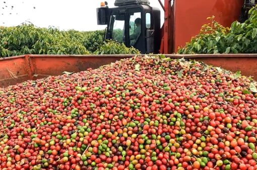 Colheita de café na área de atuação da Cooxupé alcança 47,3%