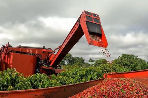 Colheita de café avança para 24,9% na área monitorada pela Cooxupé