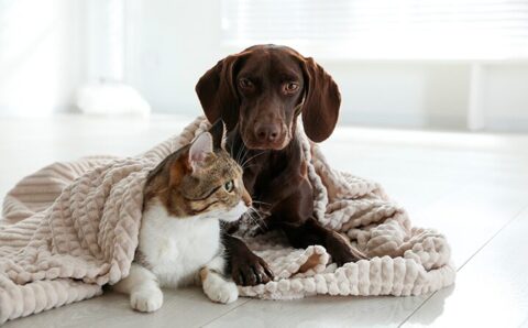 Frio exige cuidado especial com os pets