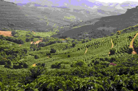 Fórum Café e Clima da Cooxupé debate impactos do El Niño na cafeicultura Fórum Café e Clima da Cooxupé debate impactos do El Niño na cafeicultura