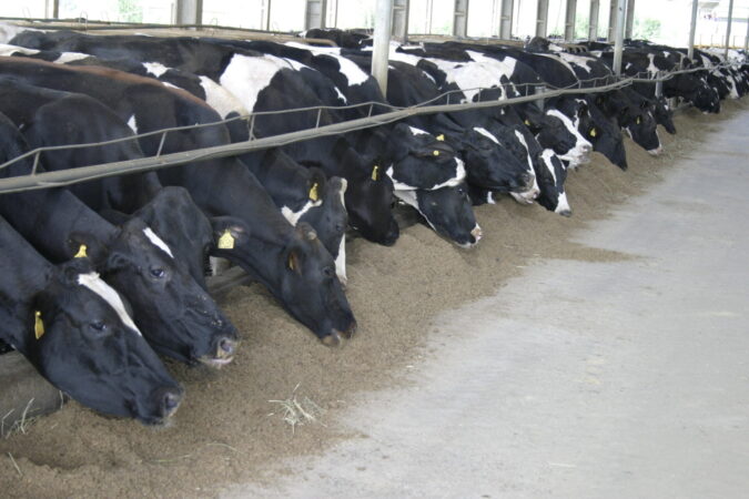 Brasil segue tendência global e avança na valorização de produtos naturais, como leveduras, na alimentação animal