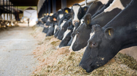 Phibro Saúde Animal participa da Agroleite 2026 com foco em saúde, nutrição e produtividade Phibro Saúde Animal participa da Agroleite 2026 com foco em saúde, nutrição e produtividade