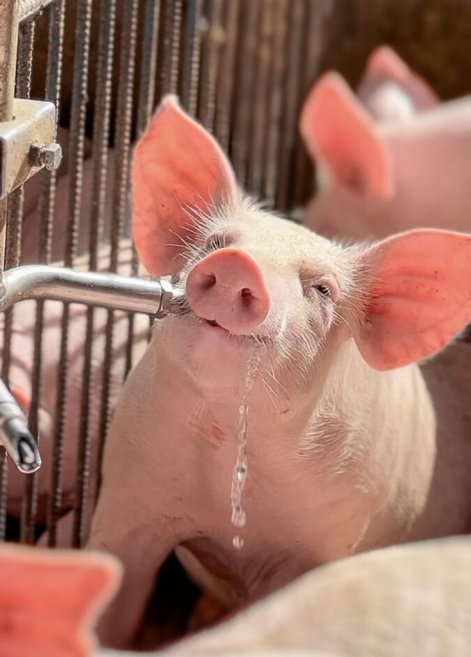3º Concurso Fotográfico Bacon Lovers abre inscrições e terá iPhone 17 como prêmio