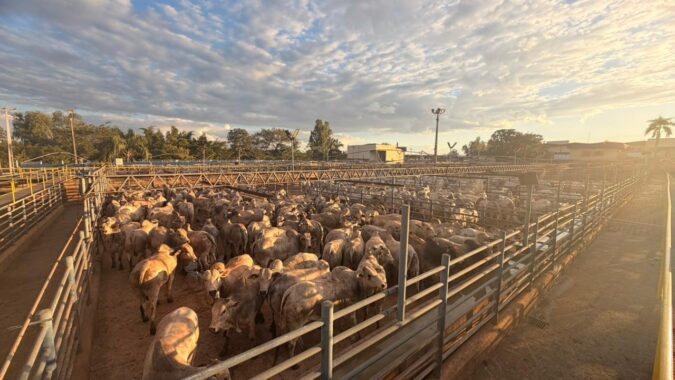 Barra do Garças (MT) recebe a maior etapa do Circuito Nelore de Qualidade 2026 até o momento, com mais de 3 mil animais avaliados