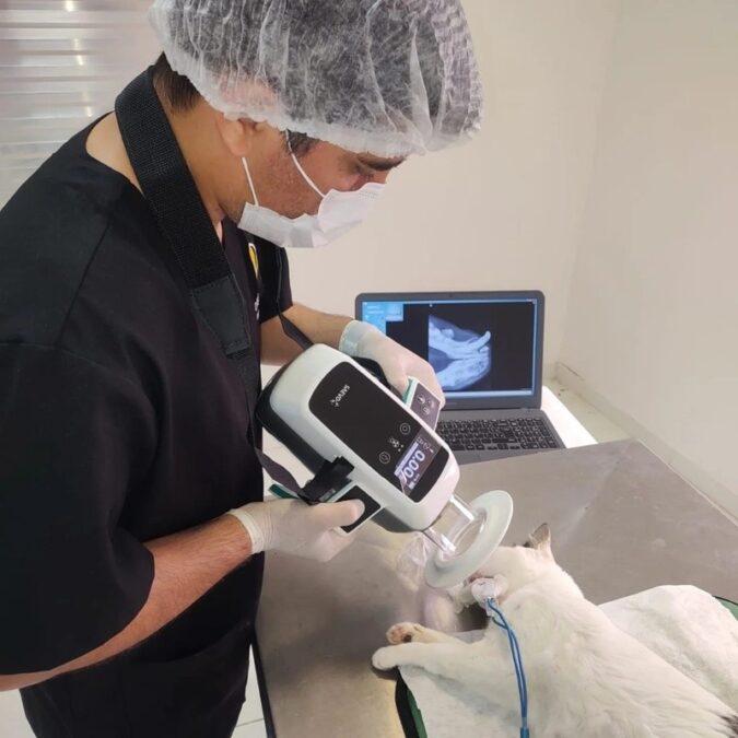 Novo mercado: tecnologias desenvolvidas para odontologia humana ganham espaço na medicina veterinária
