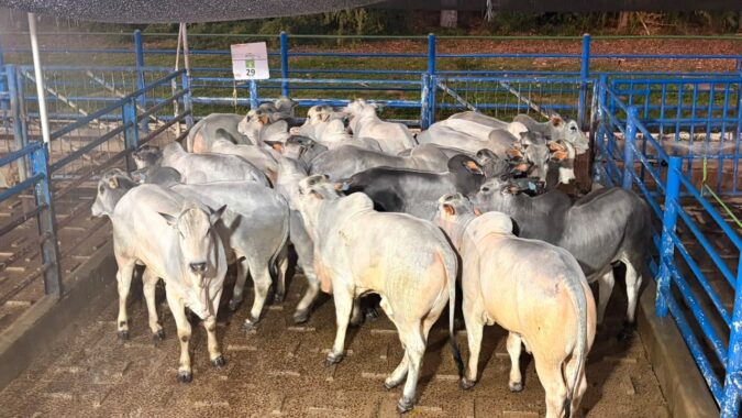 398 animais são avaliados durante etapa do Circuito Nelore de Qualidade em Anastácio (MS)