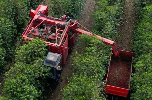 Colheita de café na área de atuação da Cooxupé alcança 58,3%