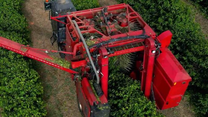 Cooxupé registra 30,9% da colheita de café entre os cooperados