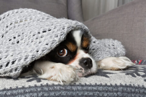 Gripe canina e doenças respiratórias: como proteger seu pet nos meses mais gelados do ano?