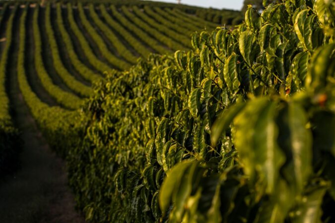 Fórum Café e Clima debate impactos das condições meteorológicas na área da Cooxupé
