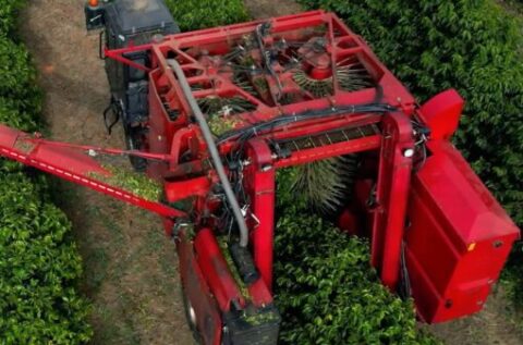 Colheita de café na área de atuação da Cooxupé atinge 67,3%