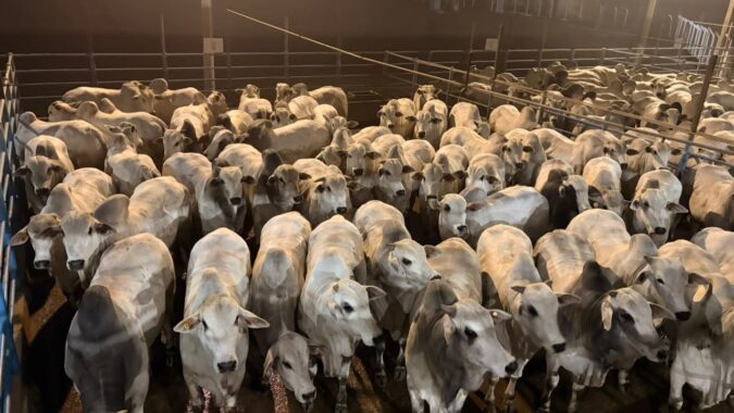 Circuito Nelore de Qualidade avalia 407 animais em etapa de Água Boa (MT) 