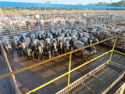 Vilhena (RO) recebe o Circuito Nelore de Qualidade para avaliação de 1.500 animais Vilhena (RO) recebe o Circuito Nelore de Qualidade para avaliação de 1.500 animais