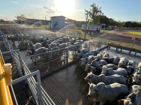 347 animais são avaliados no Circuito Nelore de Qualidade em Igarapé do Meio (MA) 347 animais são avaliados no Circuito Nelore de Qualidade em Igarapé do Meio (MA)
